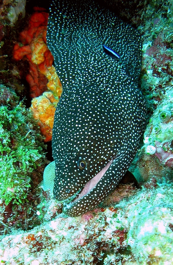 IMG_7639rc_Maldives_Madoogali_Mureneponctuee ou perlee-Gymnothorax meleagris.jpg
